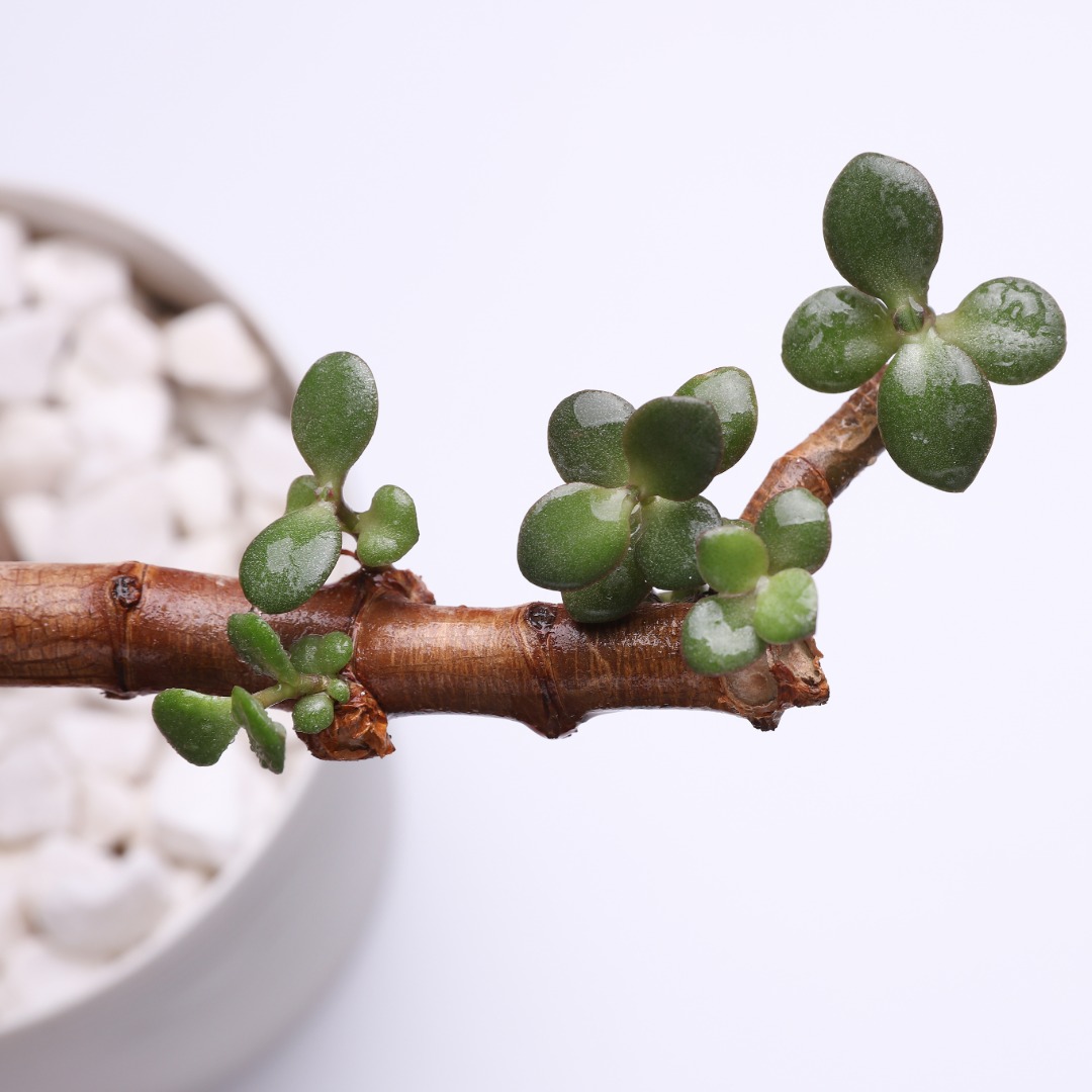 Jade Plant Bonsai