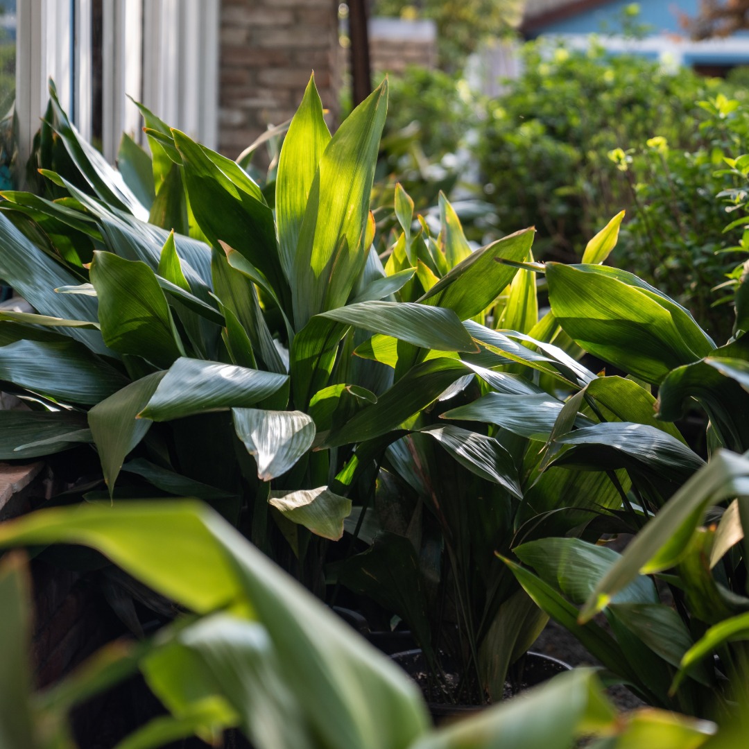 Cast Iron Plant