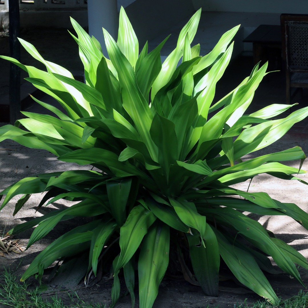 Aspidistra 