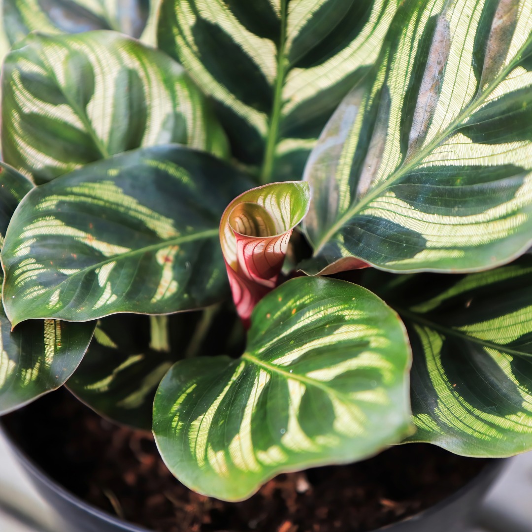 Plant Genera
