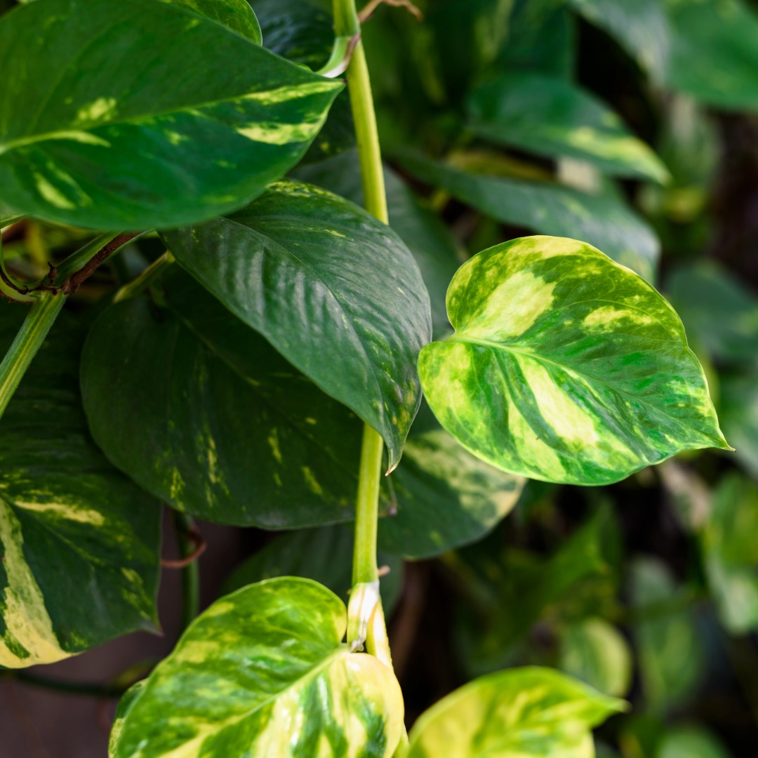 Plant Genera