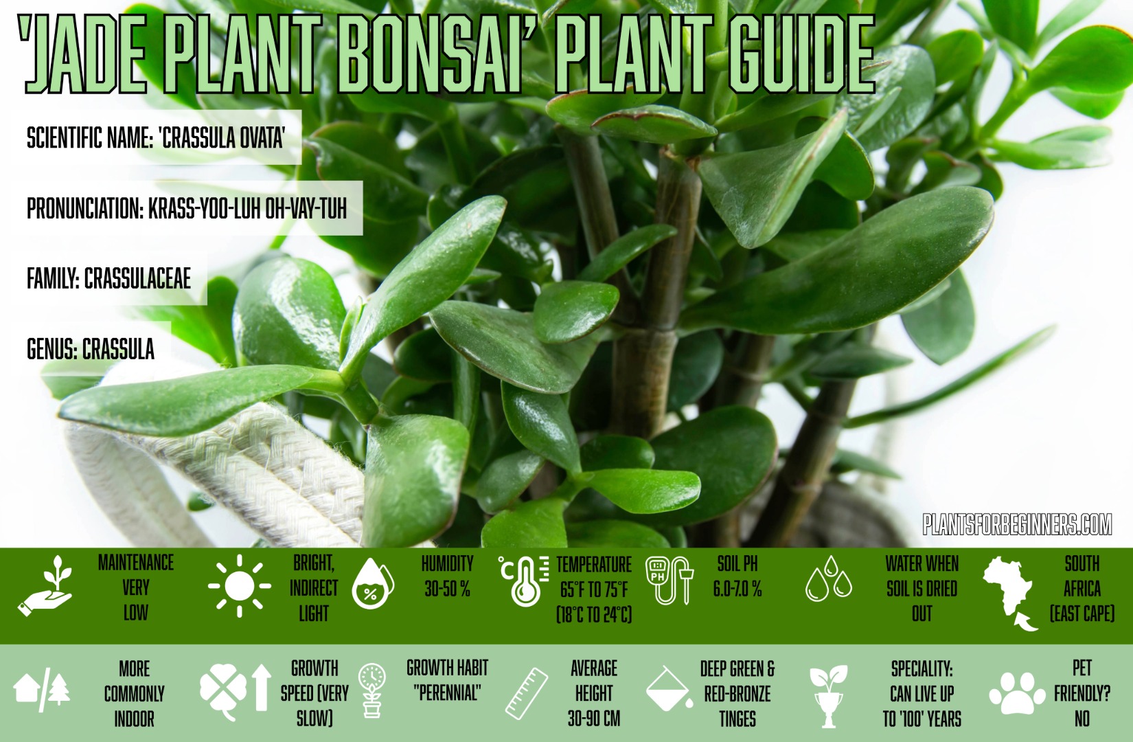 Jade Plant Bonsai
