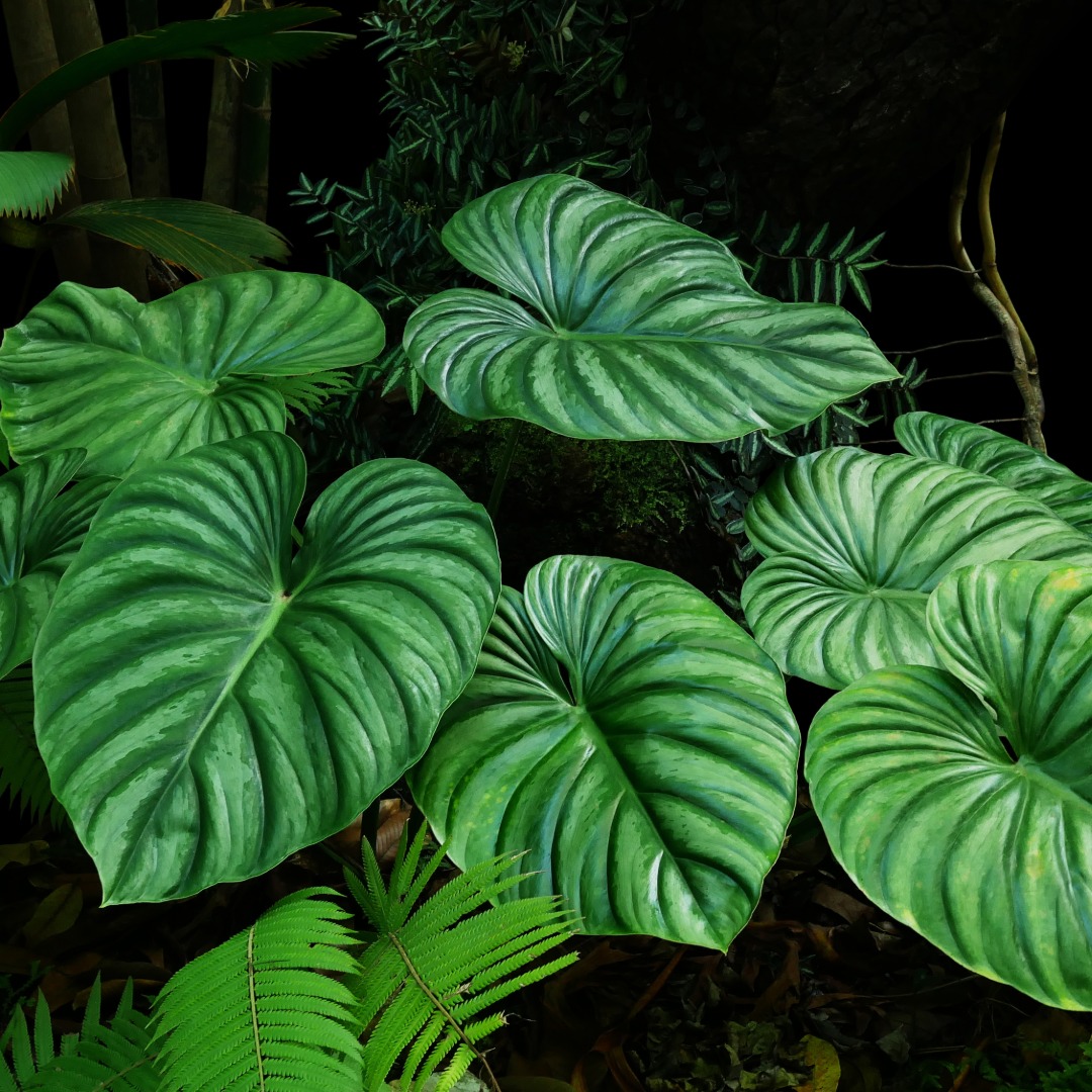 Philodendron