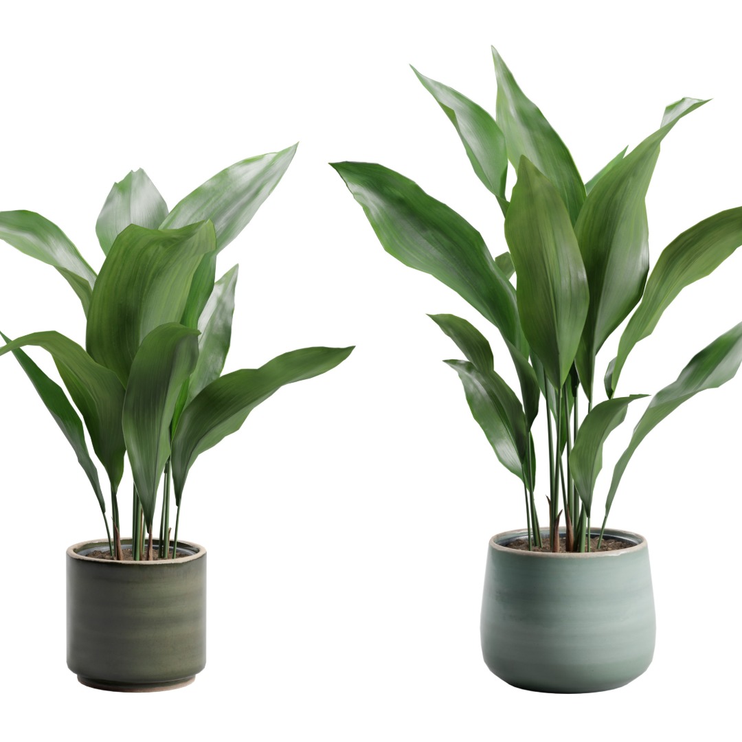 Cast Iron Plant