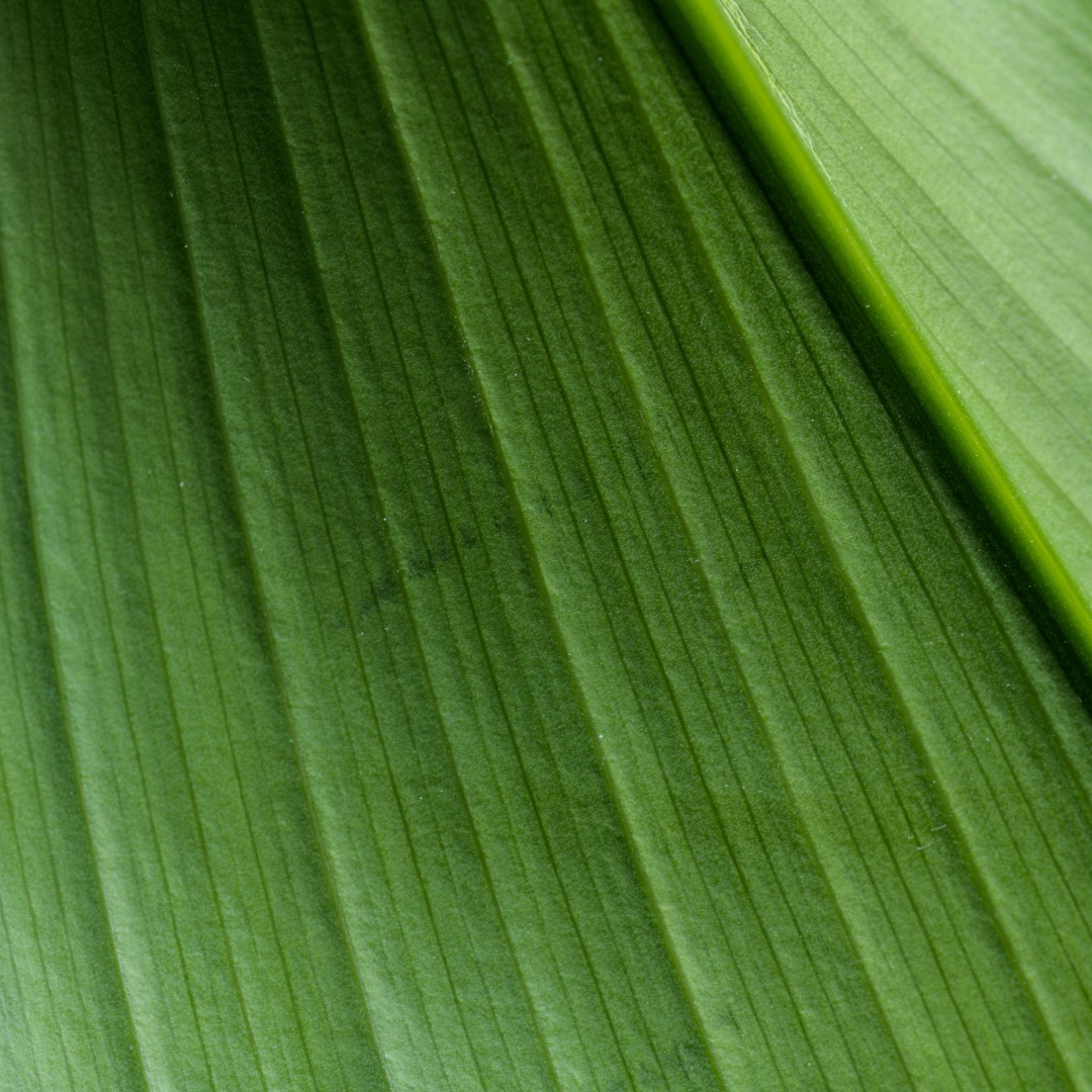 Aspidistra 