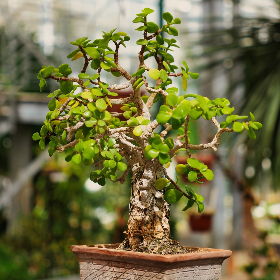 Jade Plant Bonsai