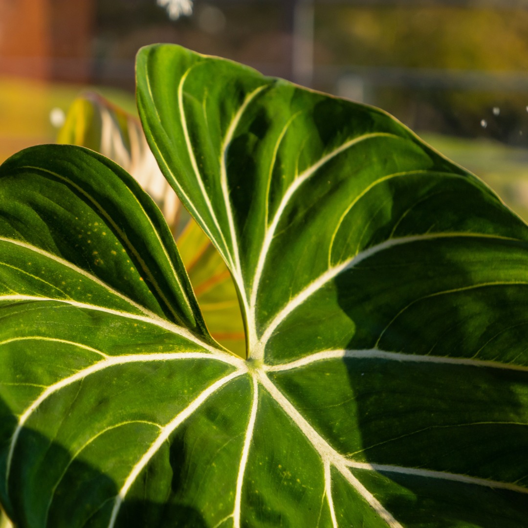 Philodendron