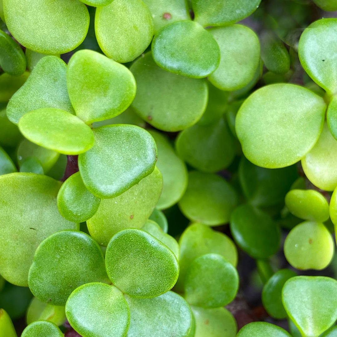 Jade Plant Bonsai