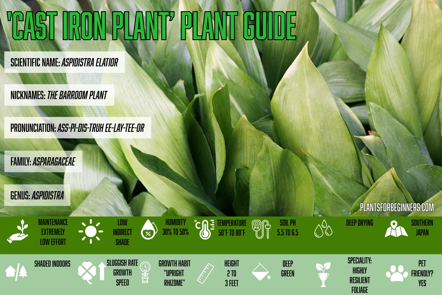 Cast Iron Plant