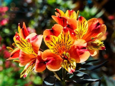 Plants that Start with A