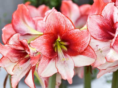 Plants that Start with A