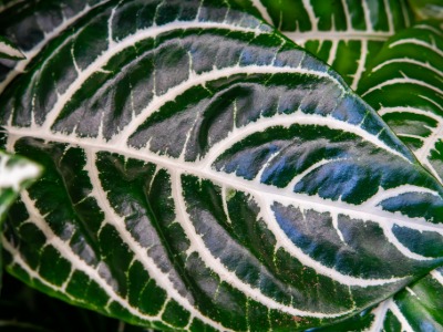 Plants that Start with A
