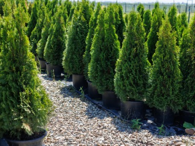Plants that Start with A