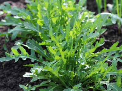 Plants that Start with A