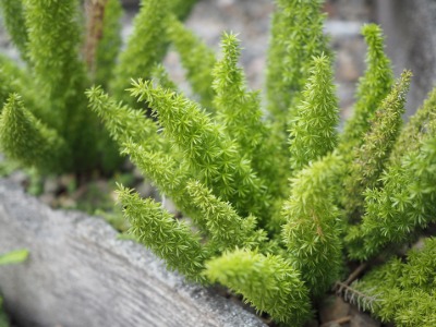 Plants that Start with A