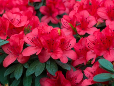 Plants that Start with A