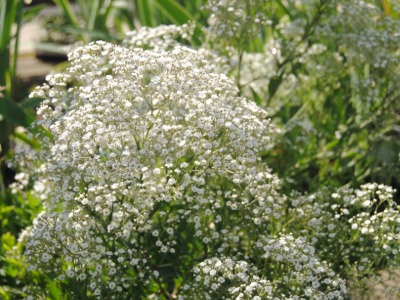 plants that start with B