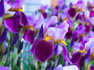 plants that start with B