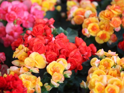 plants that start with B