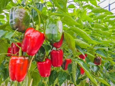plants that start with B