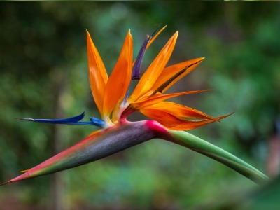 plants that start with B