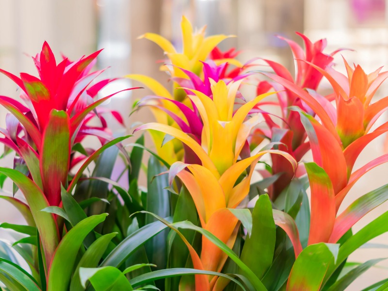plants that start with B