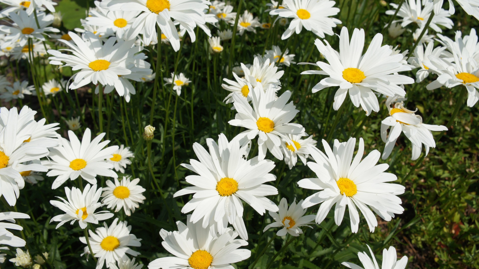 Plants that Start with S