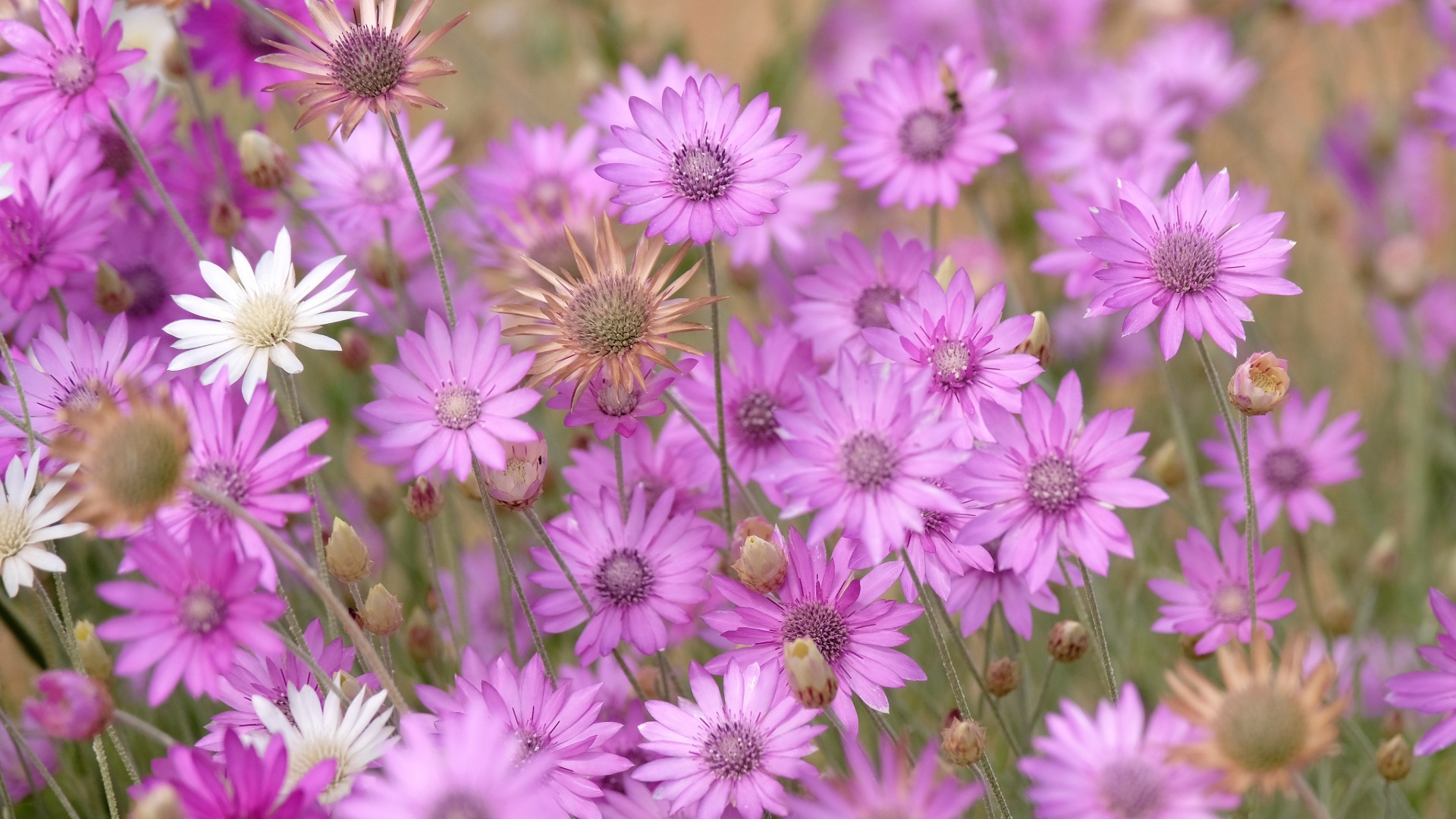 Plants that Start with X