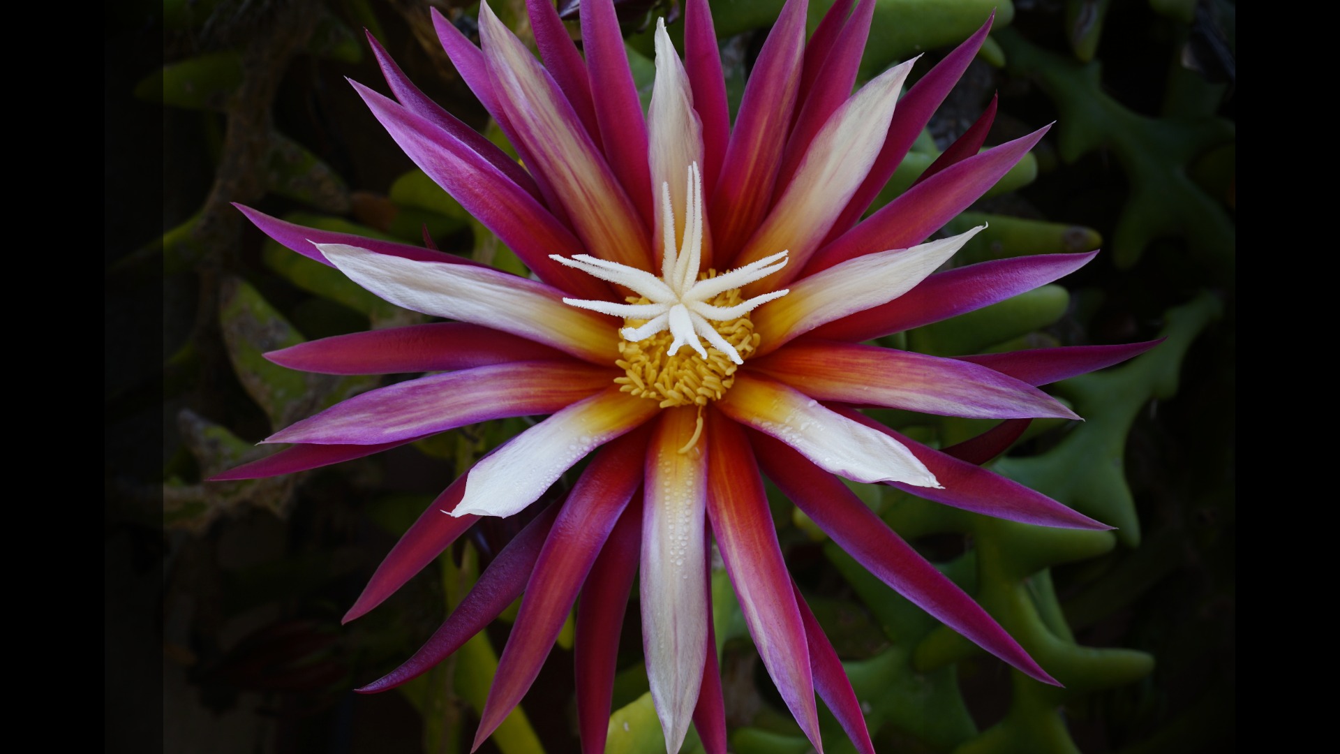 Plants that Start with Z