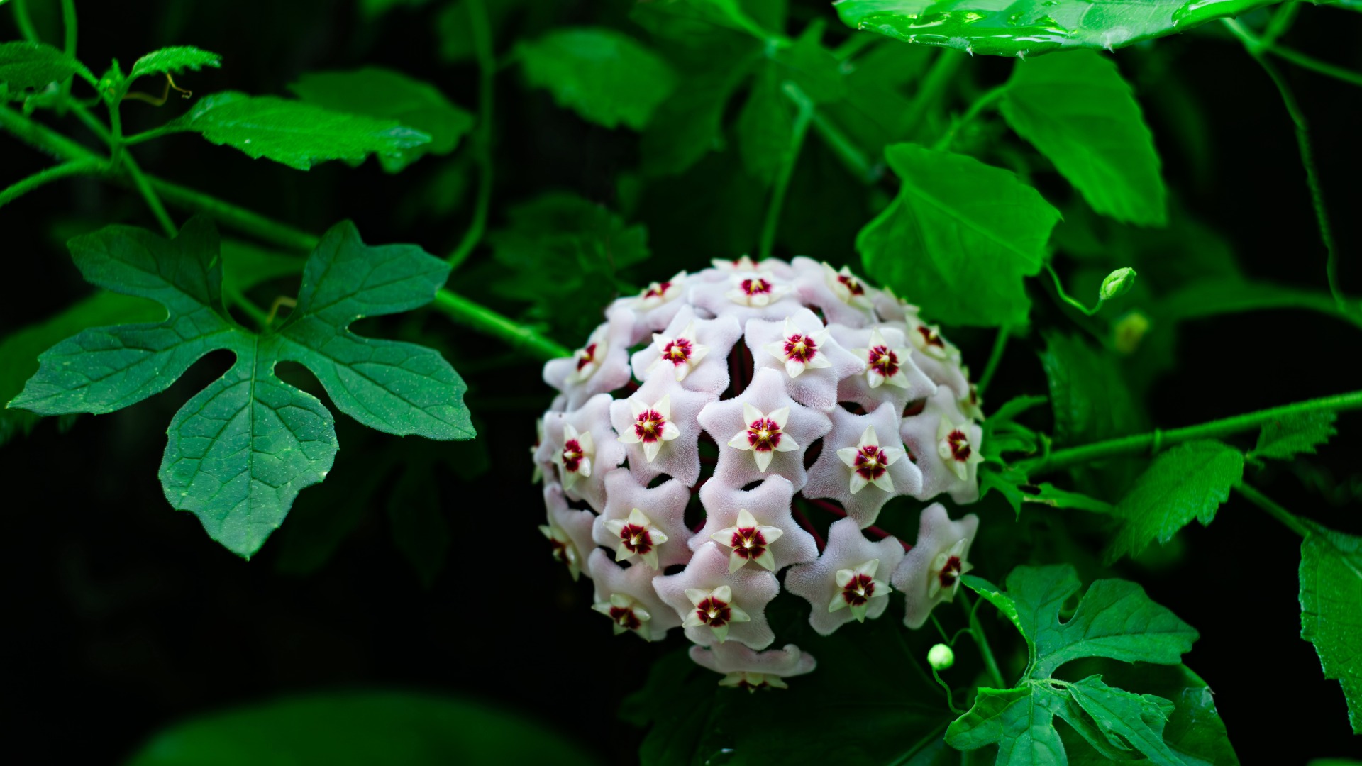 Plants that Start with W