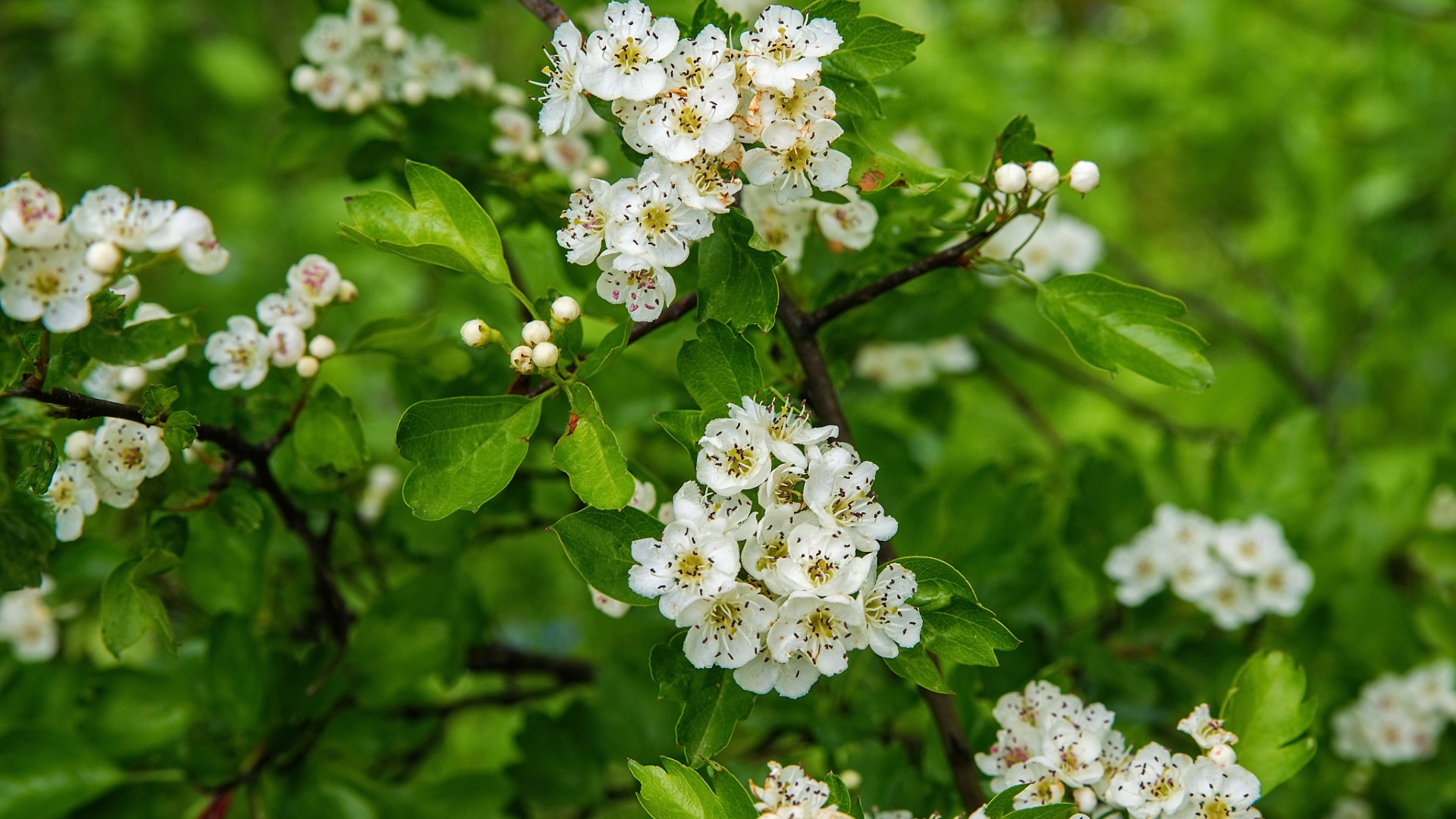 Plants that Start with Q