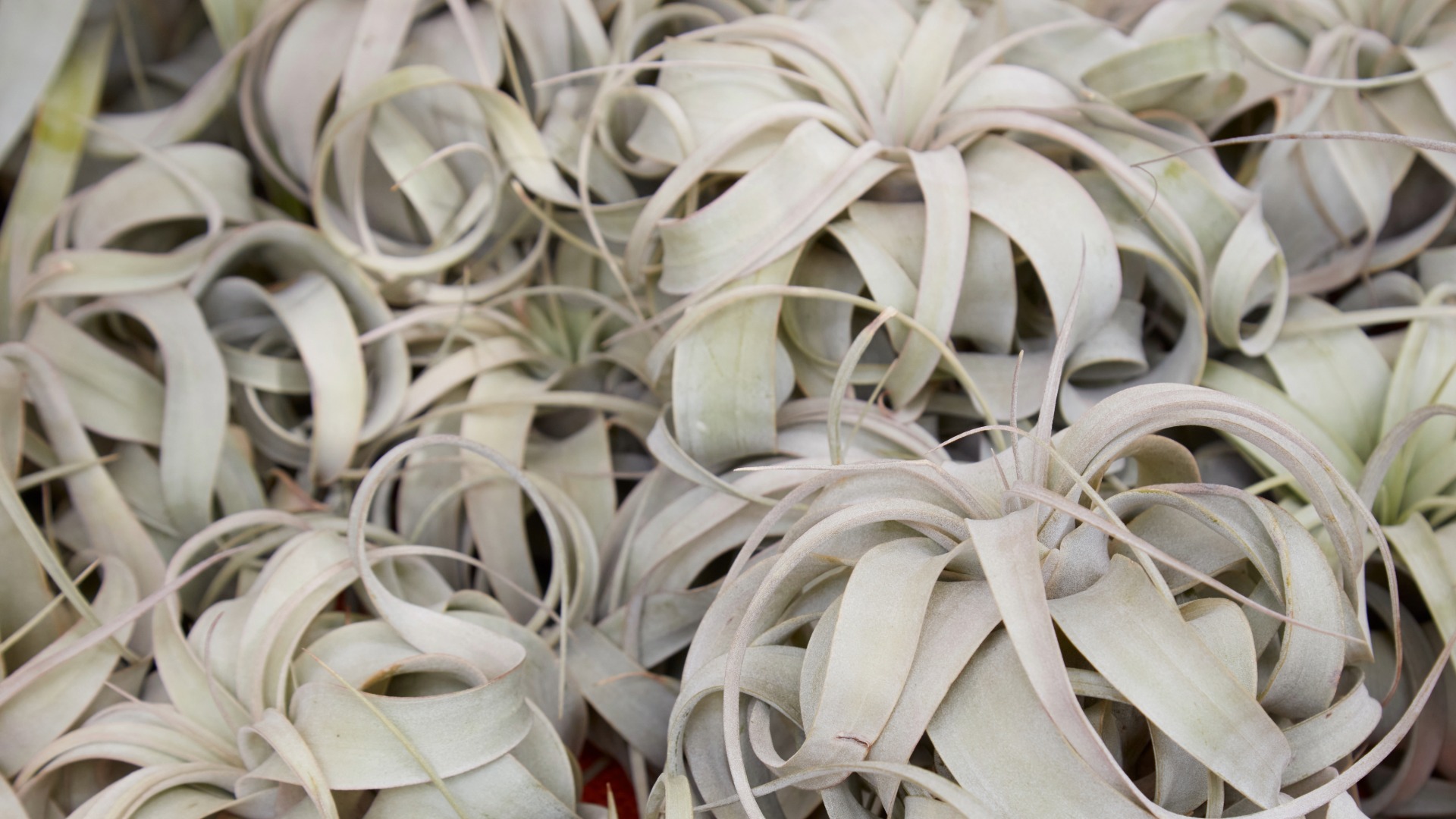 Plants that Start with X