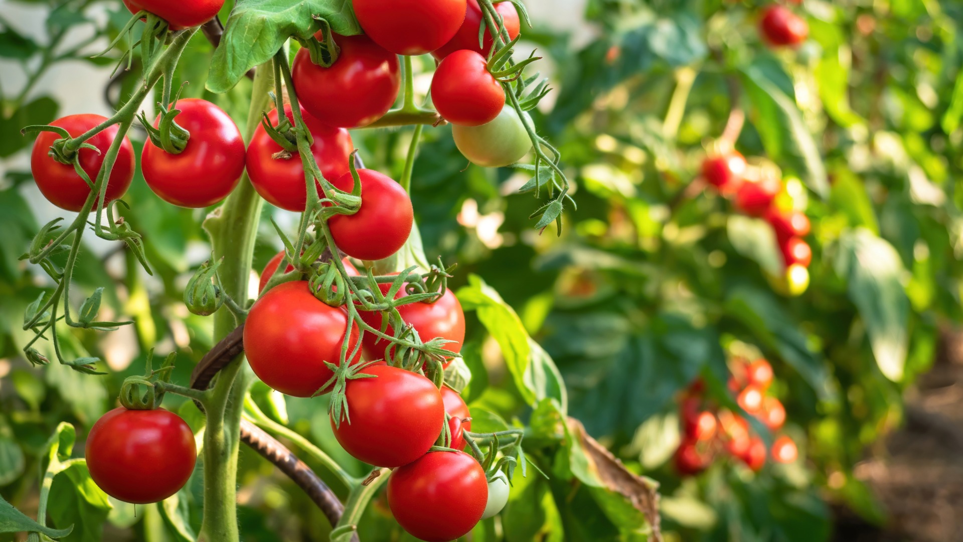 Plants that Start with T