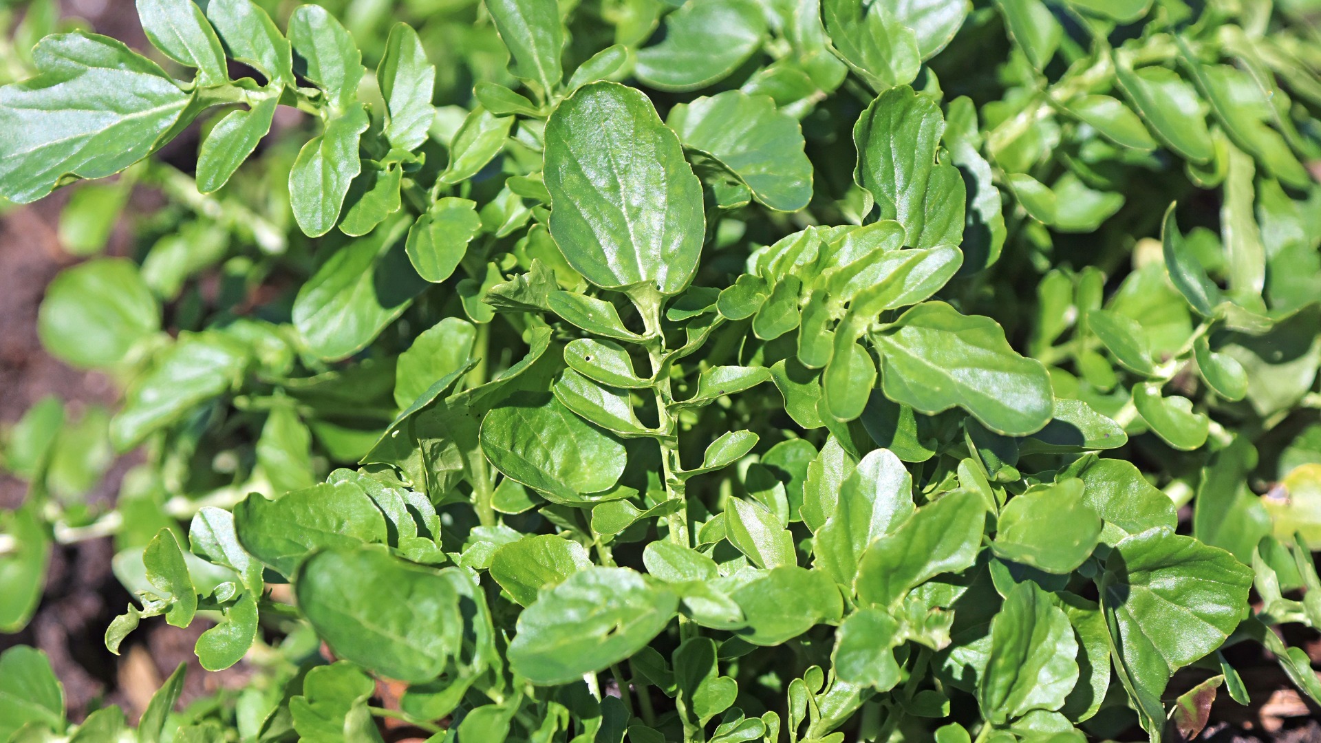 Plants that Start with U