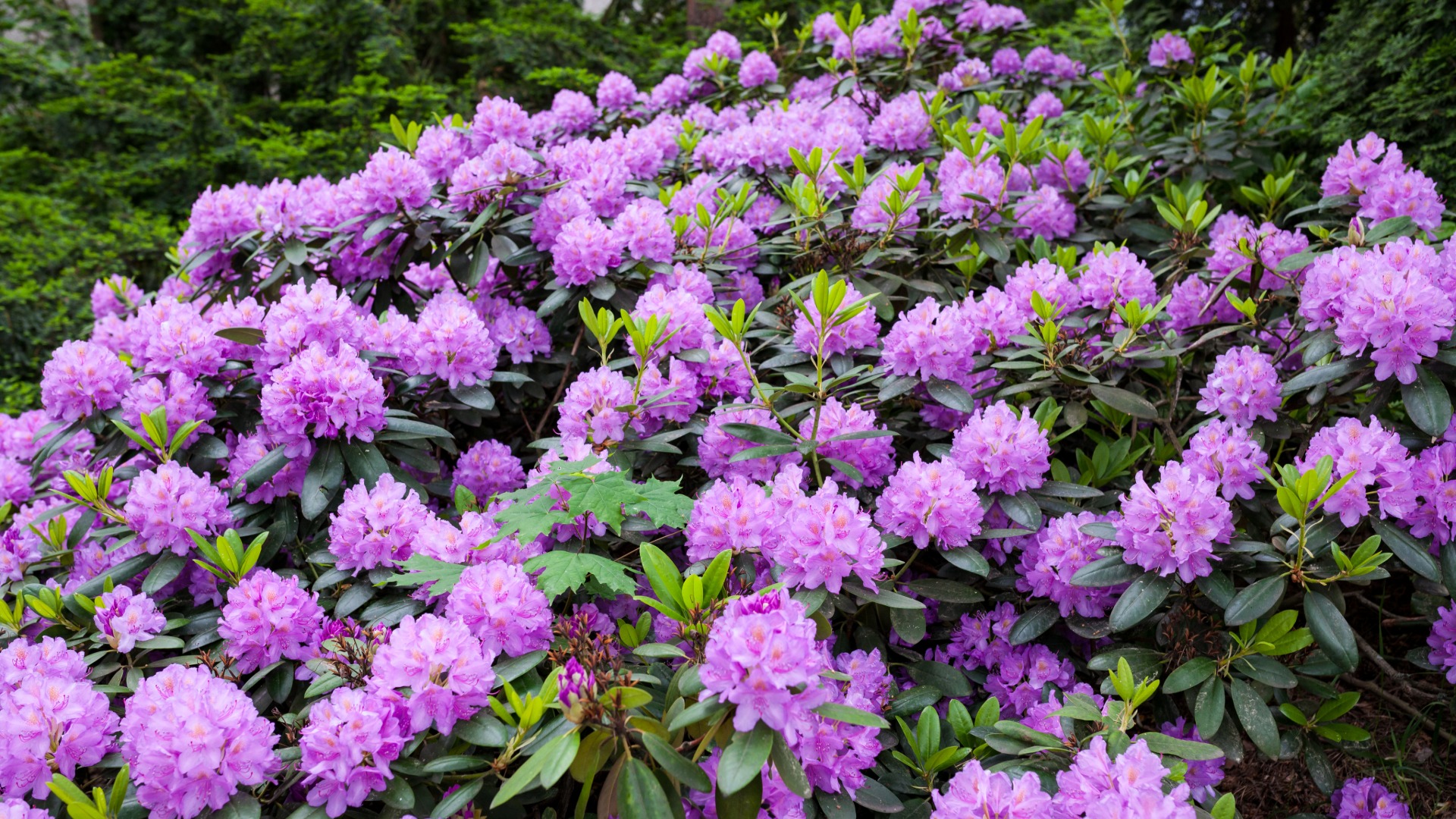 Plants that Start with R