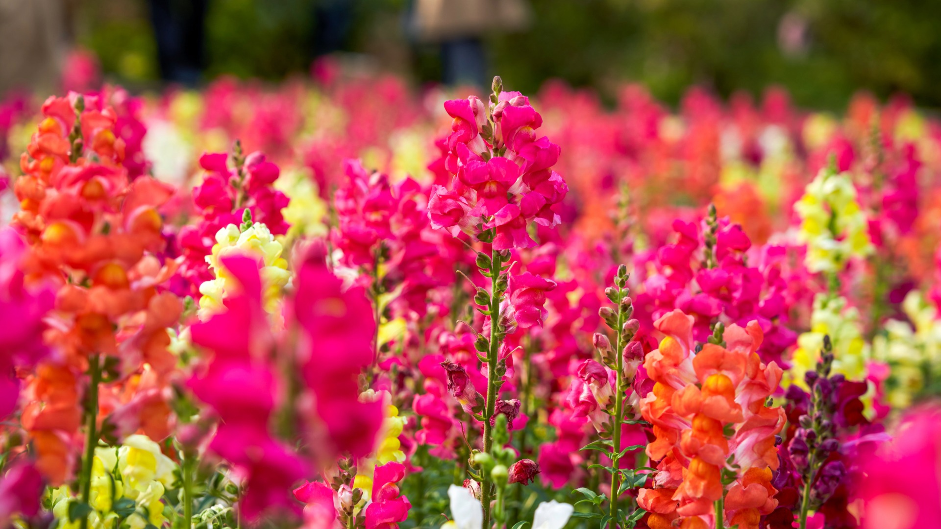 Plants that Start with S