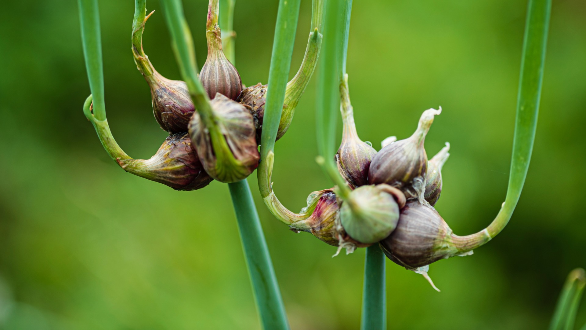 Plants that Start with T