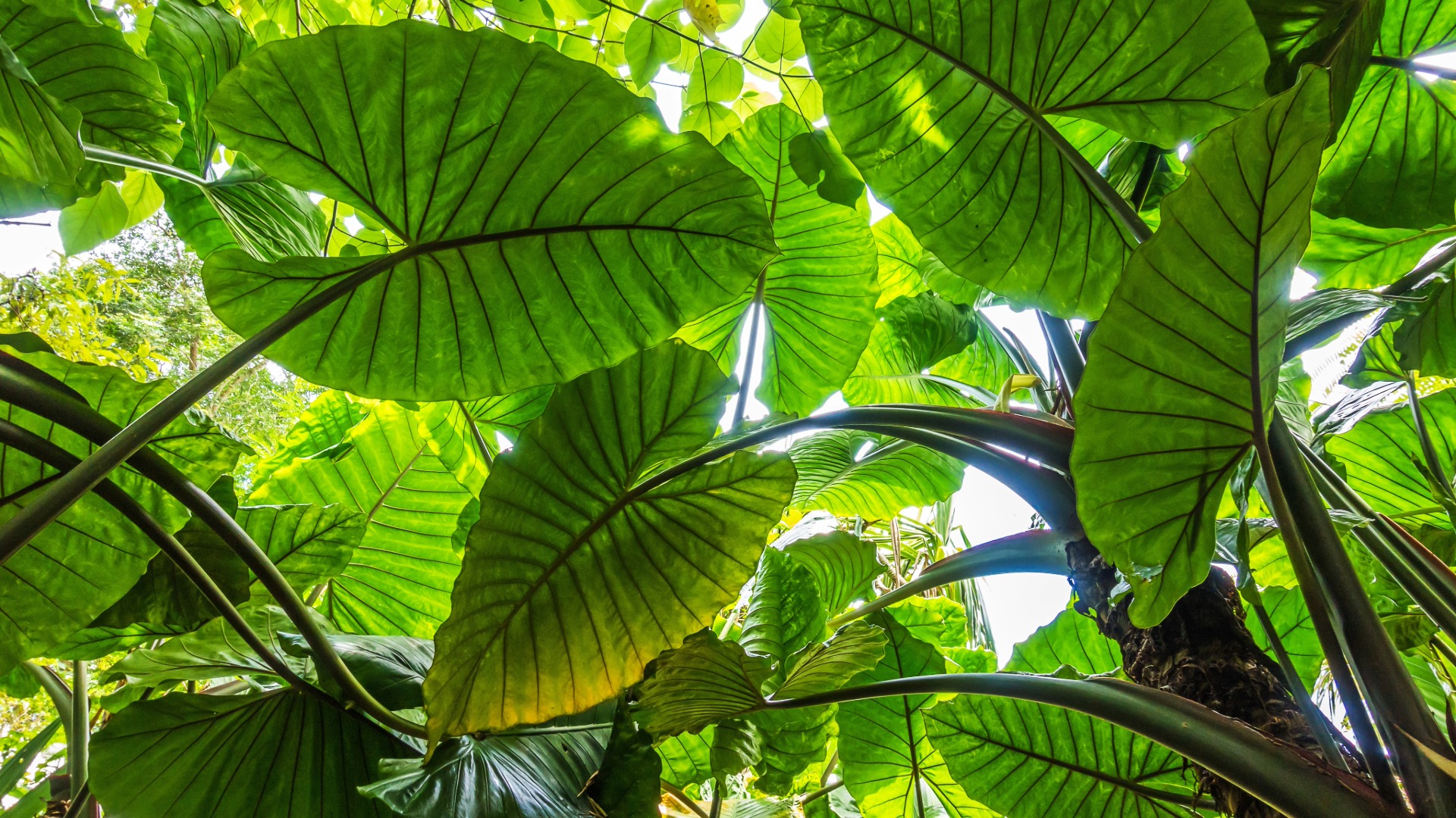 Plants that Start with U