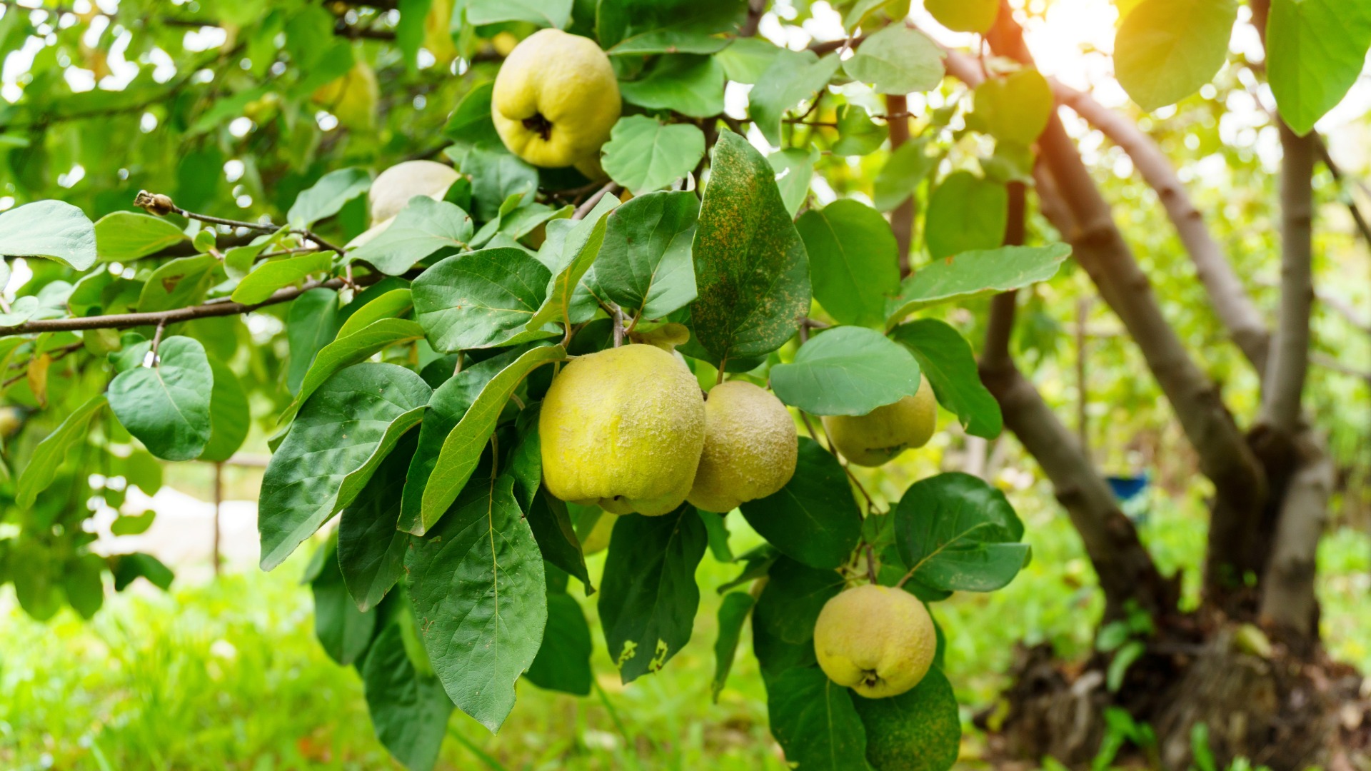 Plants that Start with Q