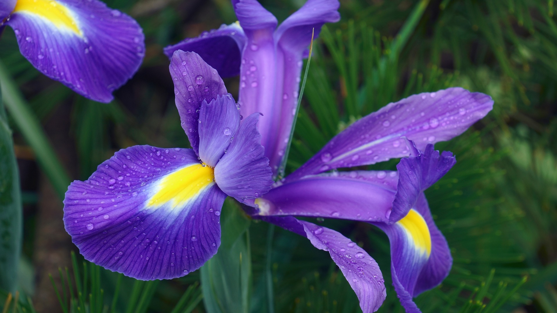 Plants that Start with X
