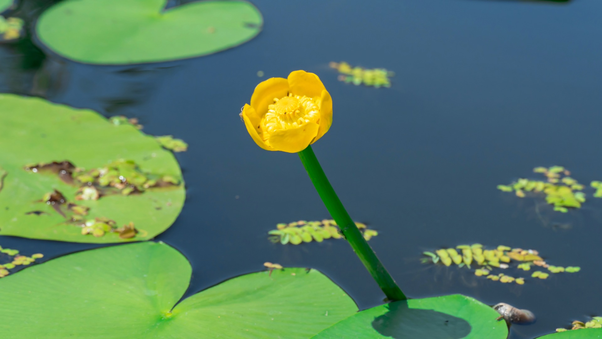 Plants that Start with Y