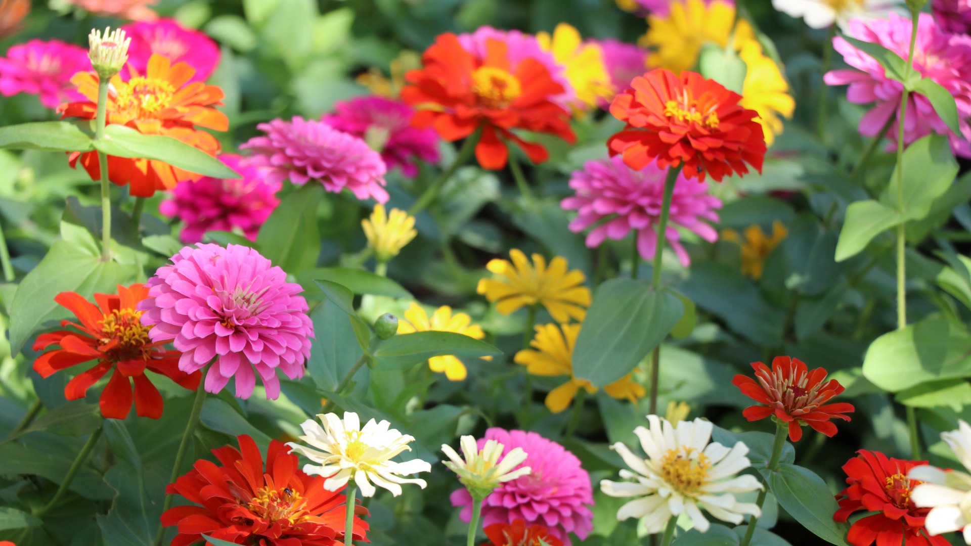 Plants that Start with Z