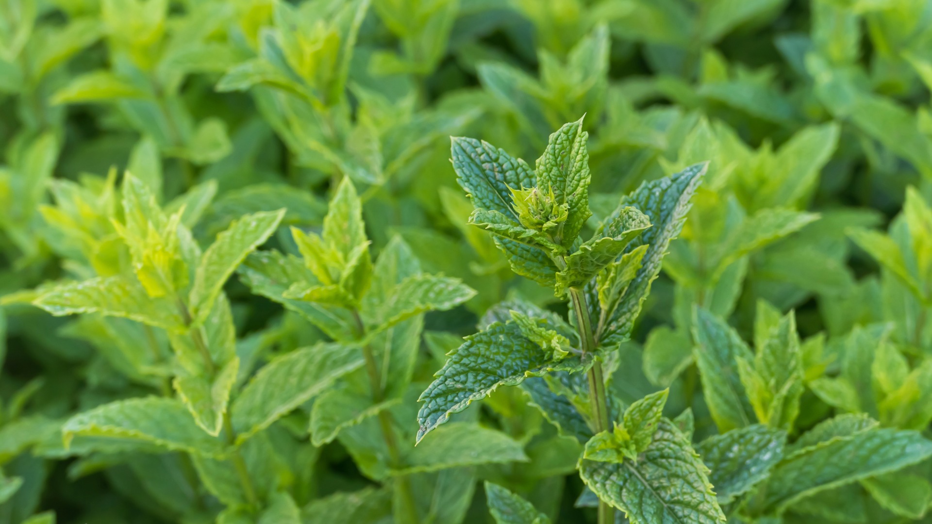 Plants that Start with S
