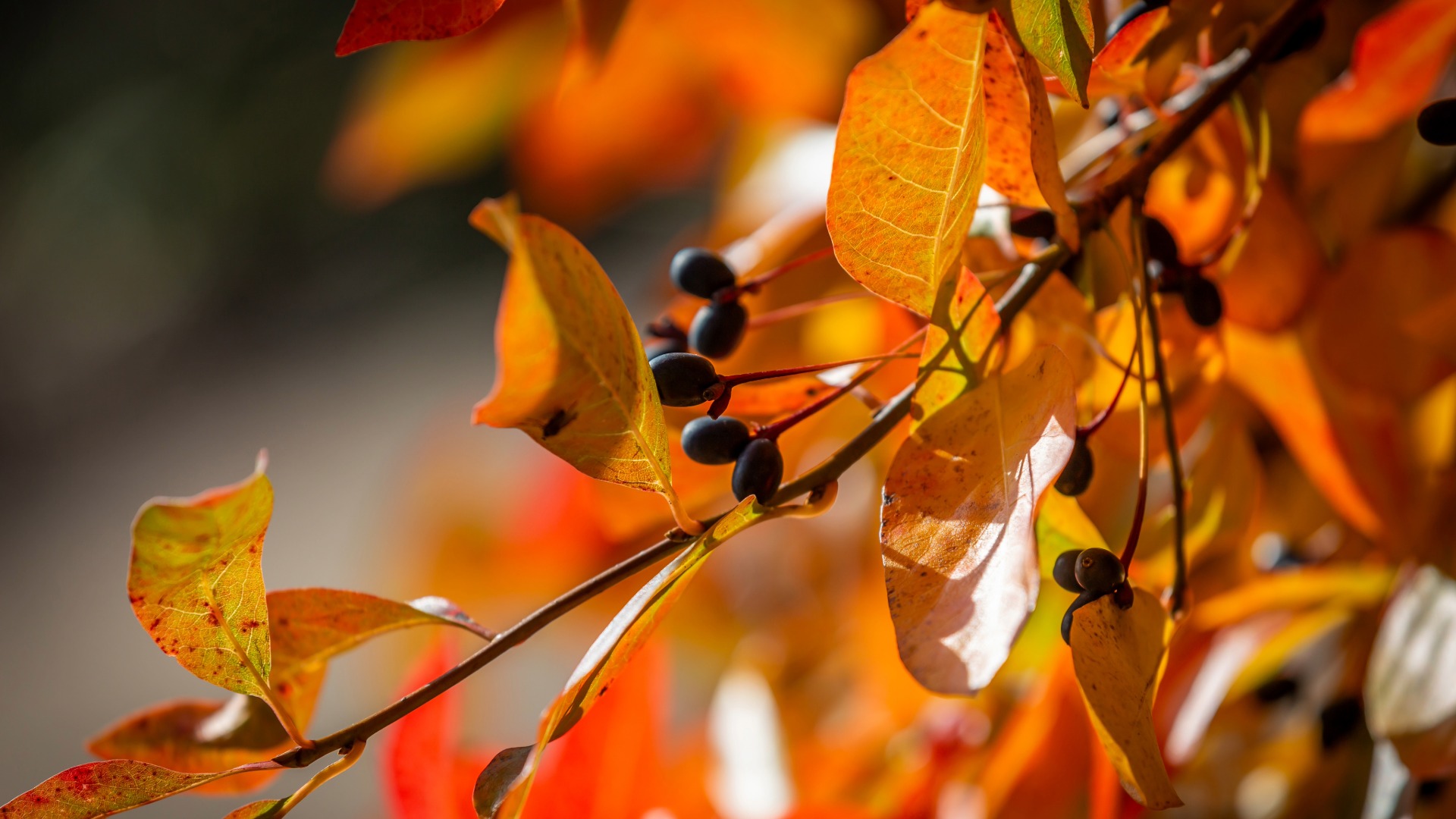 Plants that Start with T