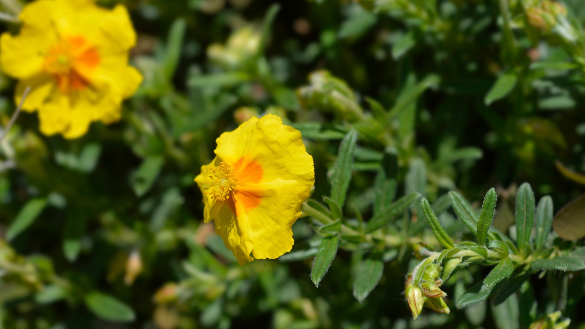Plants that Start with R