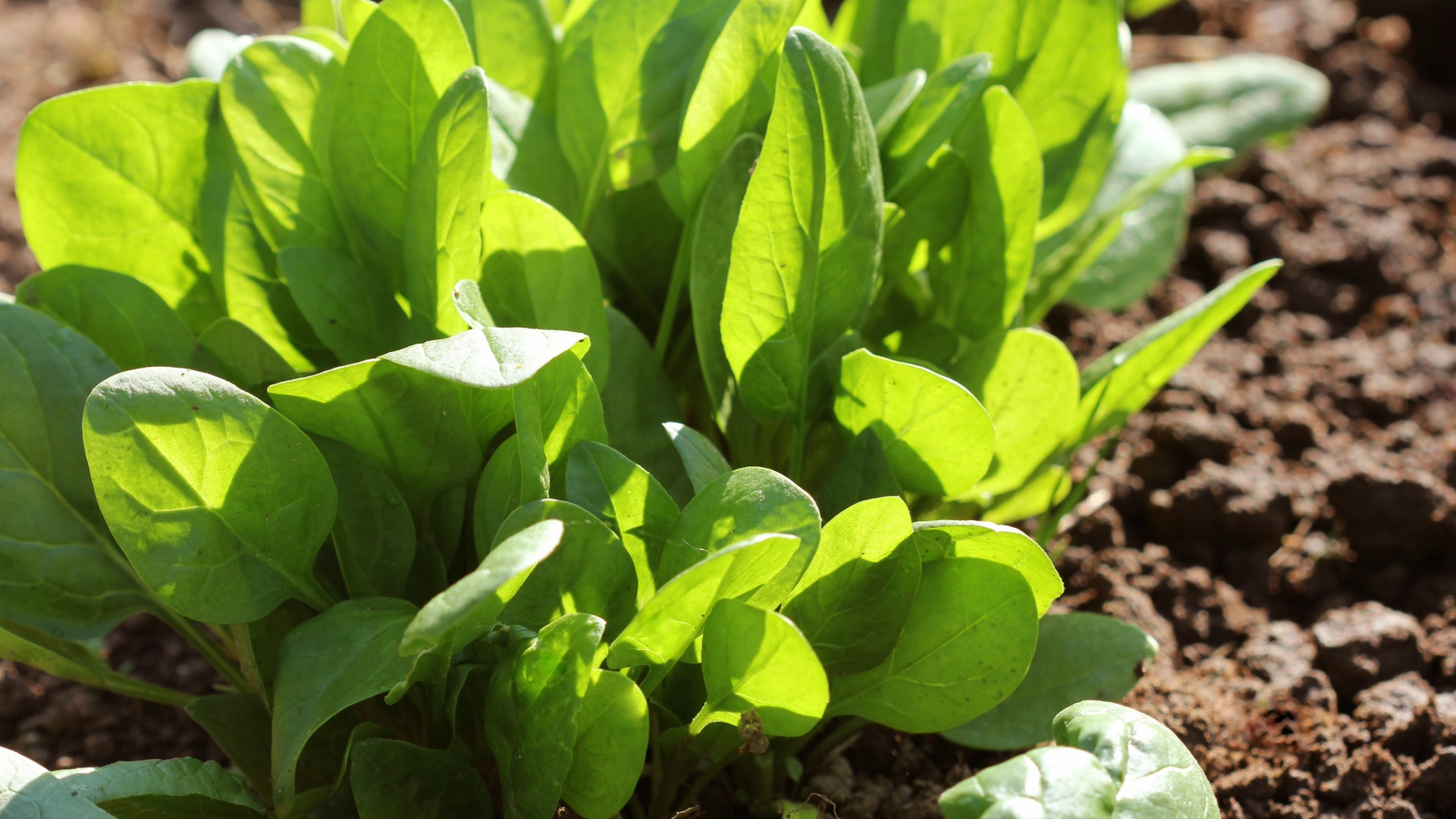 Plants that Start with S