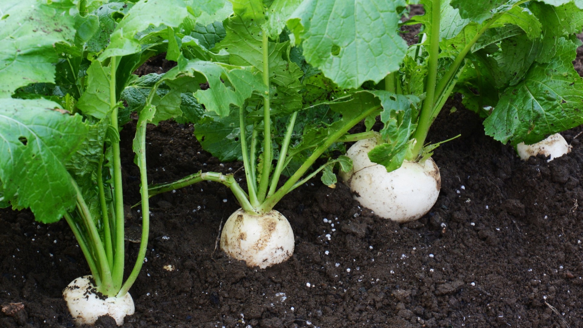 Plants that Start with T