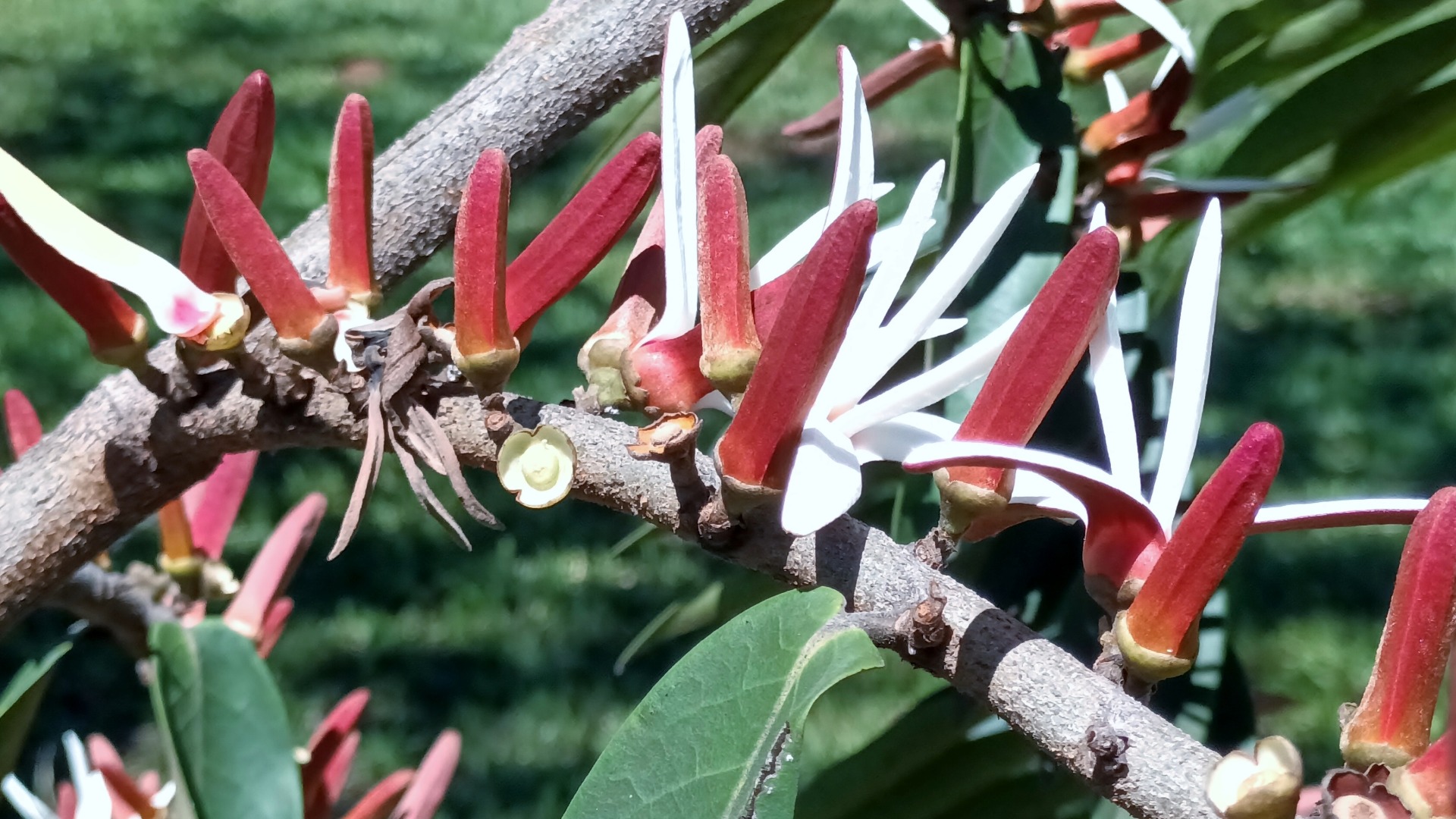 Plants that Start with X