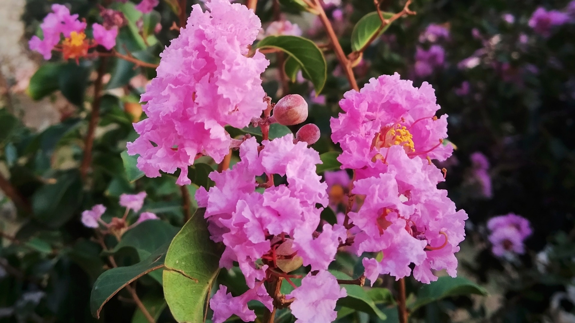 Plants that Start with Z