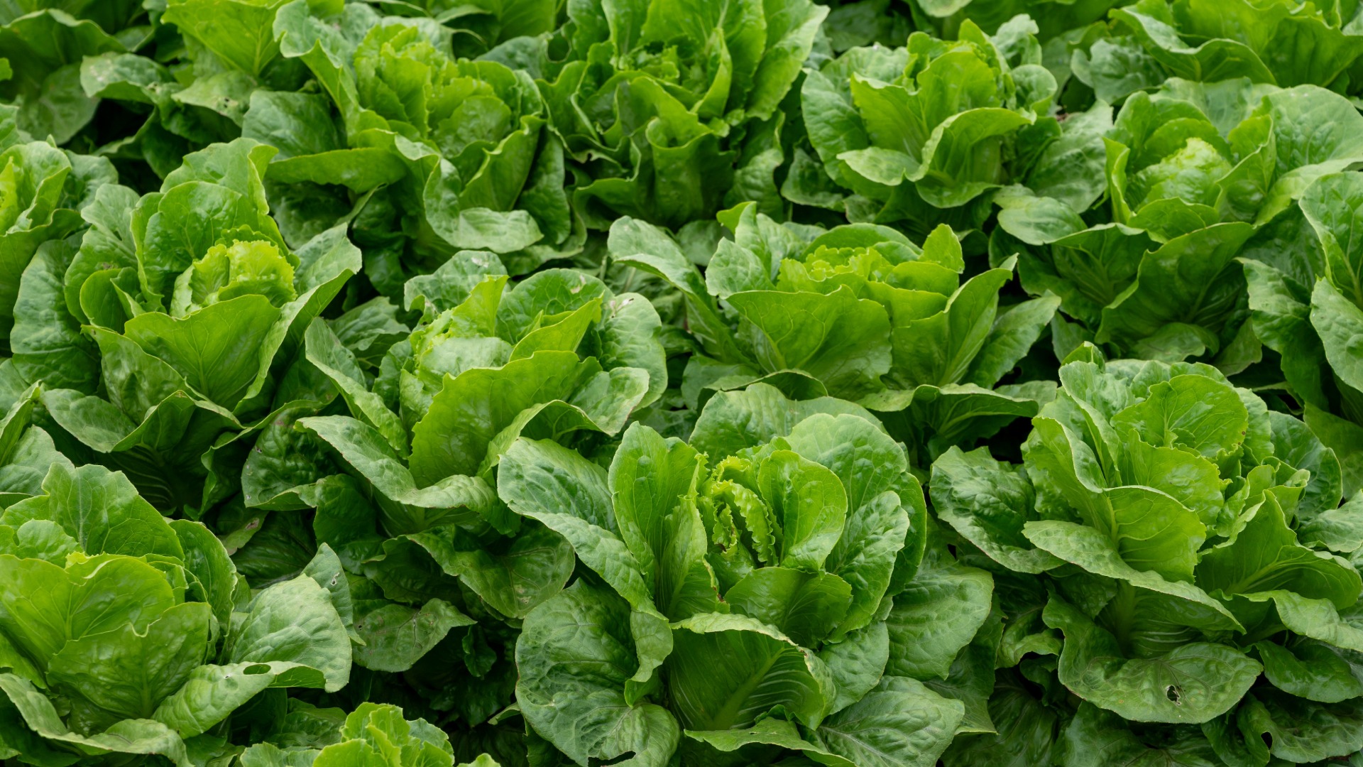 Plants that Start with R